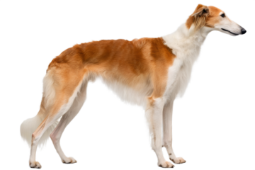 Greyhound dog with red and white fur isolated, sleek racing sighthound in elegant standing pose