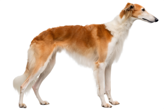 Greyhound dog with red and white fur isolated, sleek racing sighthound in elegant standing pose