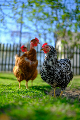 Chickens, including a black and white mottled hen, roam freely on vibrant green grass in a sunlit yard.