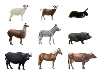 farm animals isolated on white background