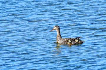  Mama Mallard with Ducklings