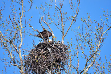 Bald Eagle Delivering Fish to Nest for Mate and Chicks