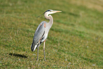 Great Blue Heron Hunting Fish