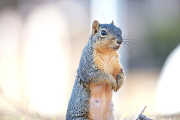 Obraz premium squirrel standing up