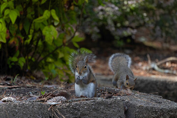 Eastern gray squirrel, known as the grey squirrel is native animal  to eastern North America