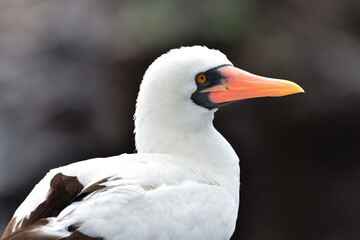 Obraz premium Nazca Booby in the Galápagos Islands