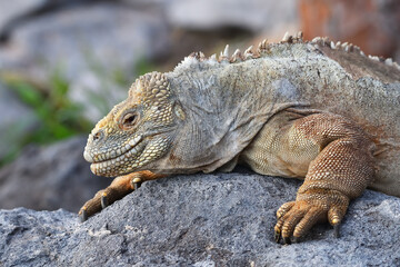 Galápagos Land Iguana 