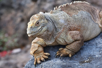 Galápagos Land Iguana 