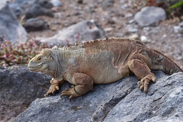 Galápagos Land Iguana 