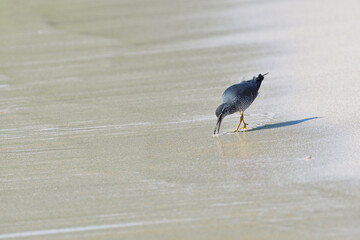 Wandering Tattler Foraging Along Shoreline in the Galápagos Islands