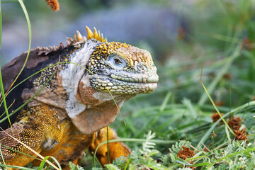 Galápagos Land Iguana 