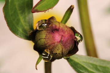 Water Drop Peony Bud 01