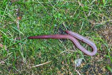 Useful Earthworm in the Nature 