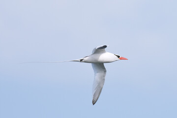 Red-Billed Tropicbird Flying Over the Gal&aacute;pagos Islands