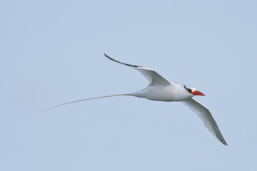 Red-Billed Tropicbird Flying Over the Galápagos Islands