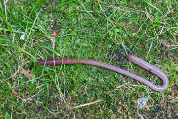 Useful Earthworm in the Nature 