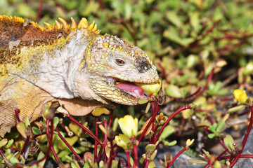 Galápagos Land Iguana 