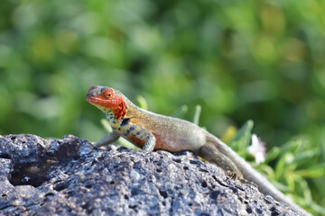 Santa Cruz Lava Lizard in the Galápagos Islands
