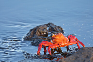 Sally Lightfoot Crab on Galápagos Islands