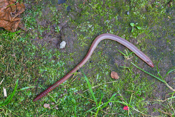 Useful Earthworm in the Nature 