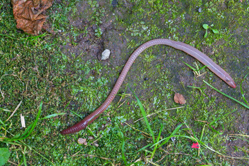 Useful Earthworm in the Nature 