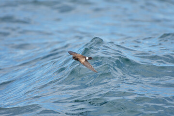 Wilson’s Storm Petrel in Flight Over the Ocean in the Galápagos Islands