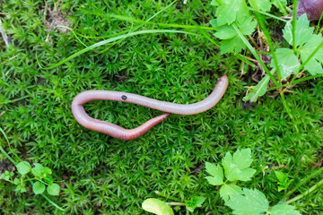 Useful Earthworm in the Nature 