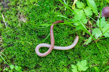 Useful Earthworm in the Nature 