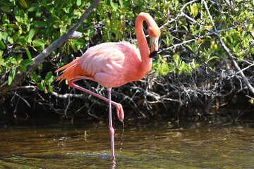 Flamingos in the Galápagos Islands