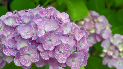 雨上がりの紫陽花