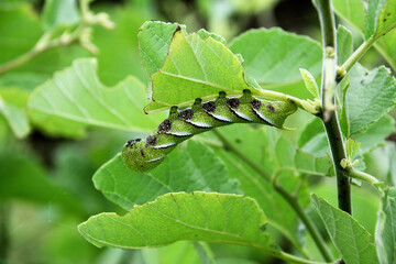 Caterpillar in the Galápagos Islands