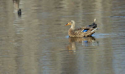 A Mallard Duck hen engaged in a leisurely swim.
