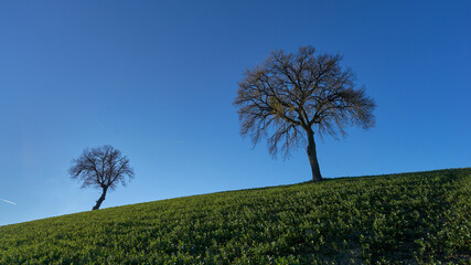 Obraz premium trees in the tuscan countryside