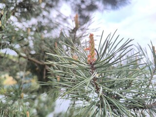Green pine branch against the background of a lake and forest