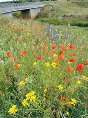 Bright poppies and yellow wild flowers by the bridge on a summer day