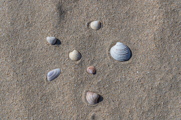 Shells on a beach