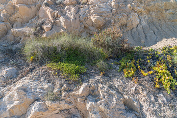 Typical Mediterranean vegetation