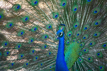 Fototapeta premium Peacock on Prison Island, Zanzibar