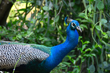 Obraz premium Peacock on Prison Island, Zanzibar