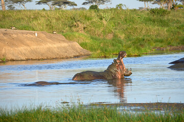 Hippo in Serengeti National Park, Tanzania



