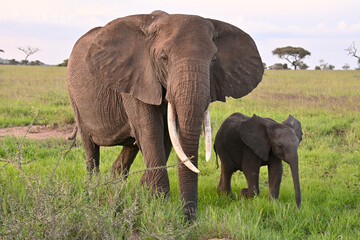Naklejka premium Elephants in Serengeti National Park, Tanzania