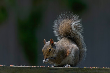  Brown trasher (Toxostoma rufum) during nesting. The one of a series of photographs showing adult birds leading their young from their nest to the safety of the forest