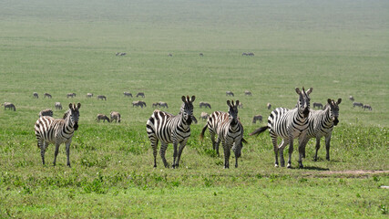 Fototapeta premium Zebras in Serengeti National Park, Tanzania