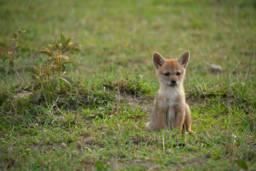 Baby Jackal in Serengeti National Park, Tanzania
