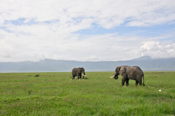 Fototapeta premium Elephant with Egrets in Ngorongoro Crater, Tanzania