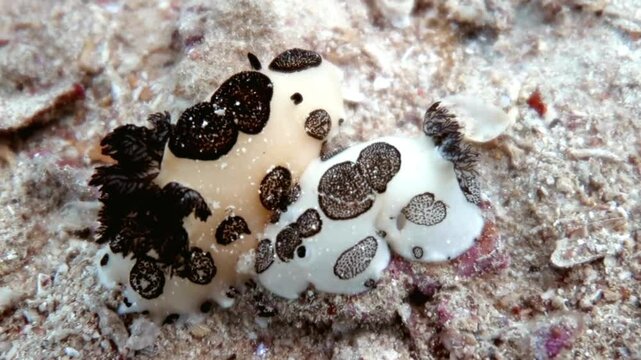 Underwater Macro Photography of a Chromodoris Nudibranch