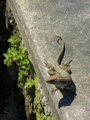 lizard on a concrete ledge 