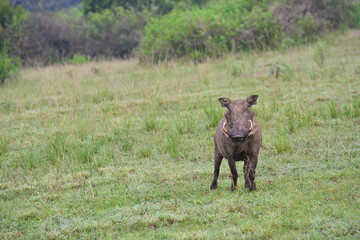 Warthog in Queen Elizabeth National Park, Uganda
