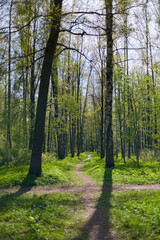 A spring park on a clear sunny day, fresh green foliage on black trunks and branches of trees, a background light illuminates the foliage
