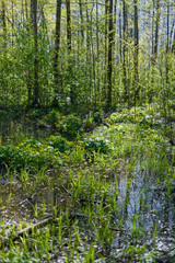 water lakes in a spring forest in sunny weather, reflection of trees on the surface of the water